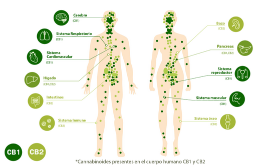 ¿Qué es el sistema endocannabinoide?