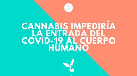 Cannabis impediría la entrada de COVID-19 al cuerpo humano - Investigación