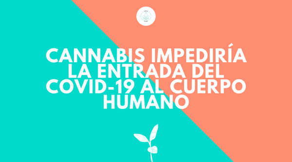 Cannabis impediría la entrada de COVID-19 al cuerpo humano - Investigación