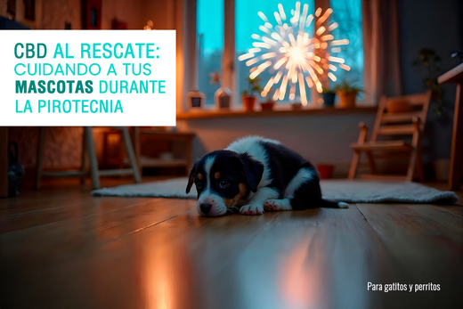 CBD al rescate: Cuidados de mascota por la pirotecnia de las fiestas.