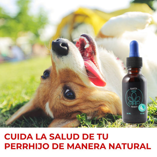 Cuida la salud de tu perrhijo de manera natural