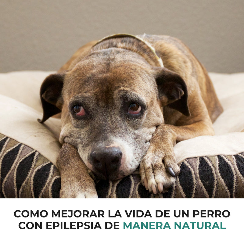 Como mejorar la vida de un perro con epilepsia de manera natural