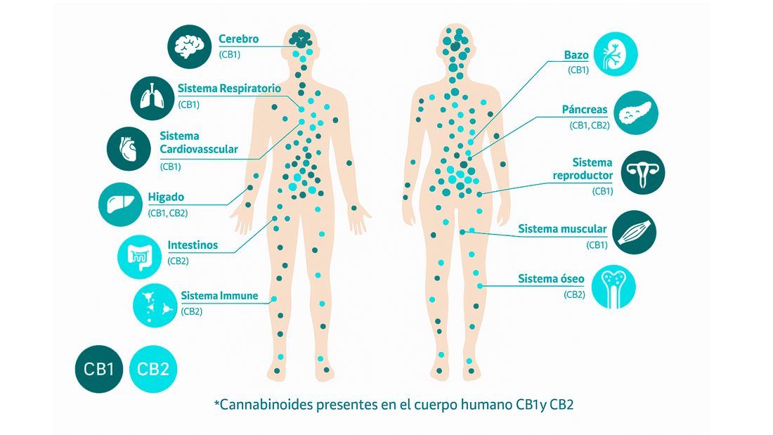 ¿Qué es el sistema endocannabinoide?